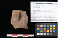 Foto (Objekt + Etikett) von Equisetum ? sp. (NHMW-GEO-2024-0188-0108)